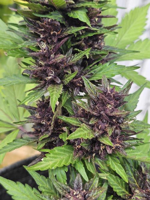 The Organic Purple Lemonade Stand. Week 7