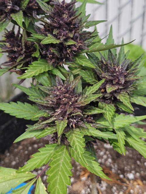 The Organic Purple Lemonade Stand. Week 7