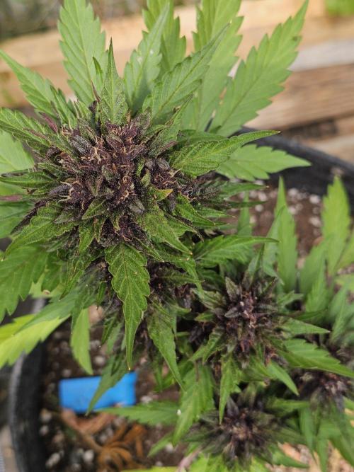 Purple Lemonade Auto. Week 7