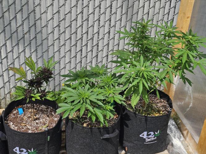 Fast Buds Outdoor Trilogy: Summer '26. Week 7