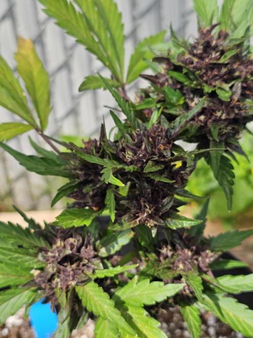 Fast Buds Outdoor Trilogy: Summer '26. Week 7