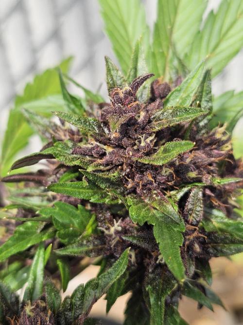 Fast Buds Outdoor Trilogy: Summer '26. Week 7