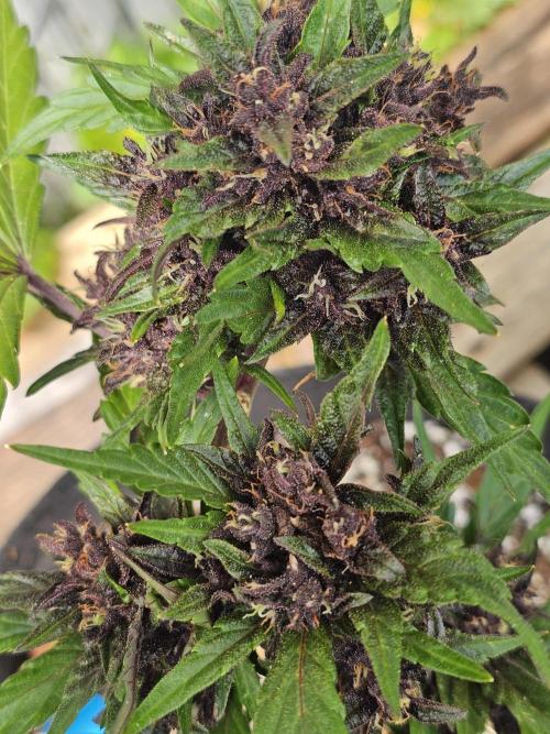 Fast Buds Outdoor Trilogy: Summer '26. Week 7
