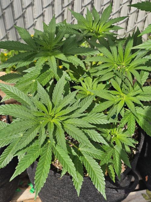 Fast Buds Outdoor Trilogy: Summer '26. Week 7