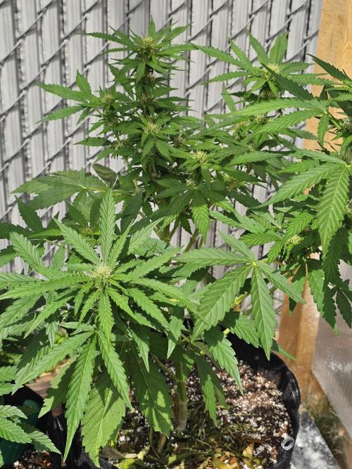 Fast Buds Outdoor Trilogy: Summer '26. Week 7