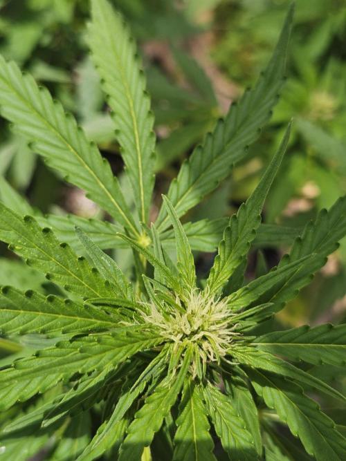 Fast Buds Outdoor Trilogy: Summer '26. Week 7