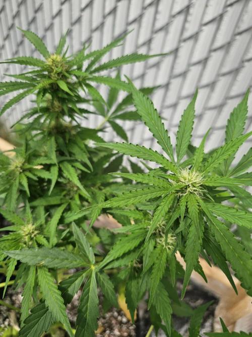 Fast Buds Outdoor Trilogy: Summer '26. Week 7