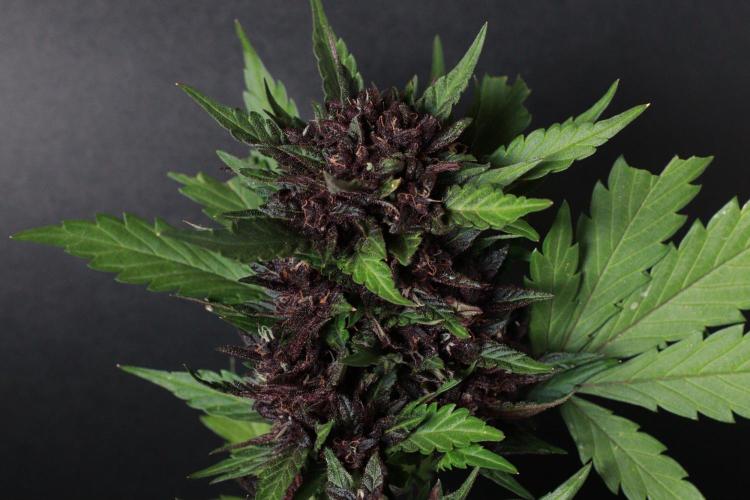 The Organic Purple Lemonade Stand. Week 8