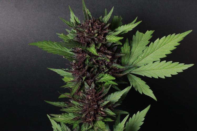 The Organic Purple Lemonade Stand. Week 8