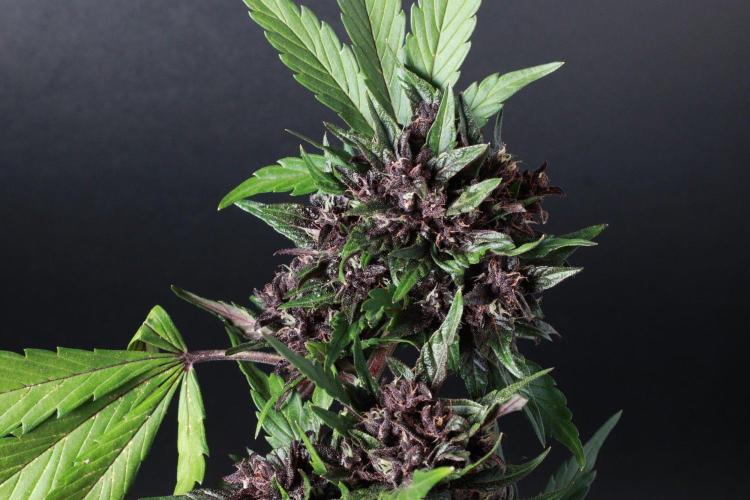 The Organic Purple Lemonade Stand. Week 8