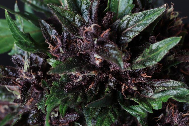 The Organic Purple Lemonade Stand. Week 8