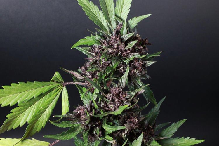 The Organic Purple Lemonade Stand. Week 8