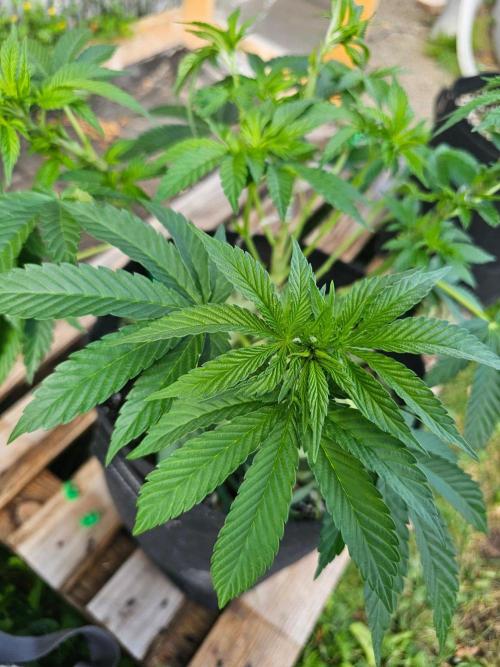 Fast Buds Outdoor Trilogy: Summer '26. Week 8