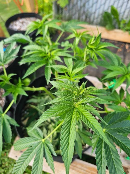Fast Buds Outdoor Trilogy: Summer '26. Week 8