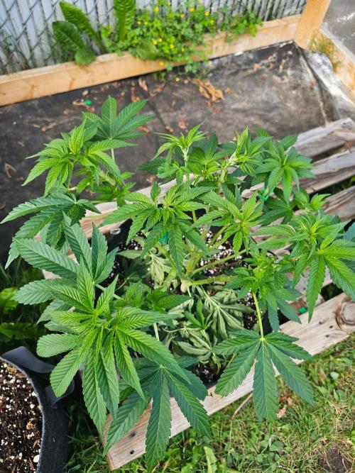 Fast Buds Outdoor Trilogy: Summer '26. Week 8