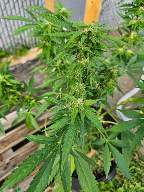 Fast Buds Outdoor Trilogy: Summer '26. Week 8
