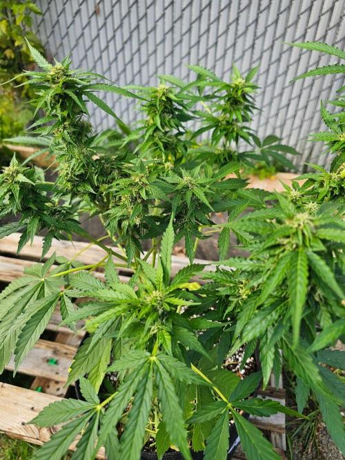 Fast Buds Outdoor Trilogy: Summer '26. Week 8