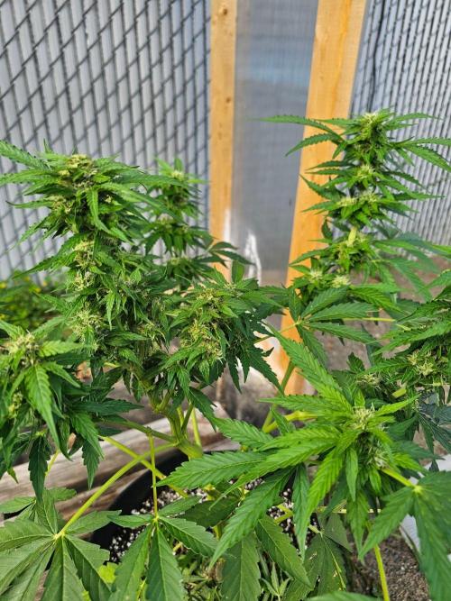 Fast Buds Outdoor Trilogy: Summer '26. Week 8