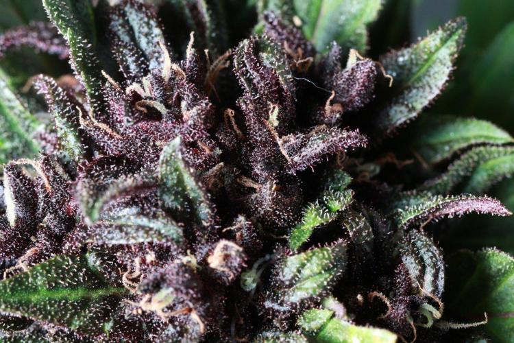 Fast Buds Outdoor Trilogy: Summer '26. Week 8