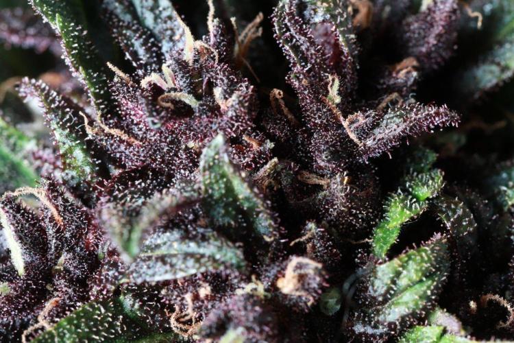 Fast Buds Outdoor Trilogy: Summer '26. Week 8