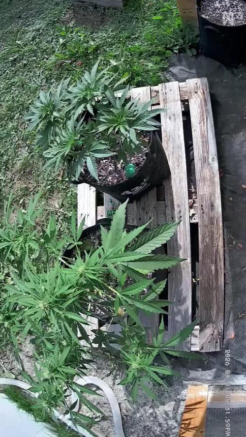 Fast Buds Outdoor Trilogy: Summer '26