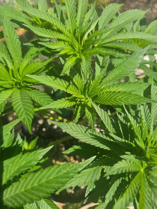 Fast Buds Outdoor Trilogy: Summer '26. Week 9