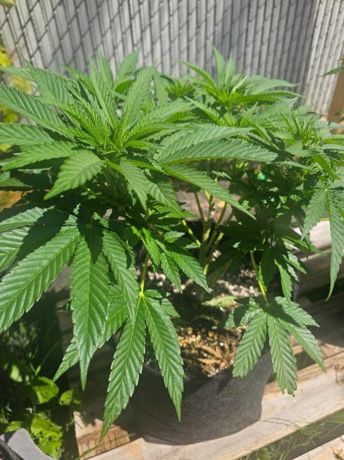Fast Buds Outdoor Trilogy: Summer '26. Week 9