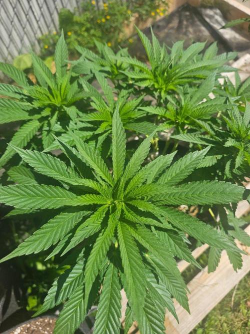 Fast Buds Outdoor Trilogy: Summer '26. Week 9