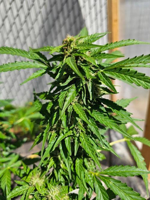 Fast Buds Outdoor Trilogy: Summer '26. Week 9