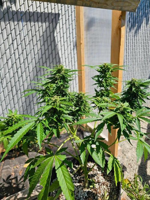 Fast Buds Outdoor Trilogy: Summer '26. Week 9