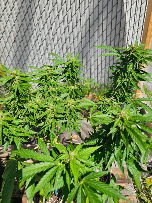 Fast Buds Outdoor Trilogy: Summer '26. Week 9