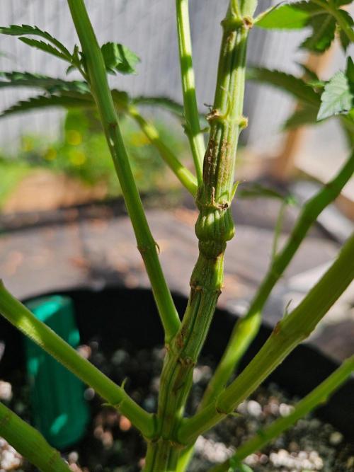 Fast Buds Outdoor Trilogy: Summer '26. Week 9