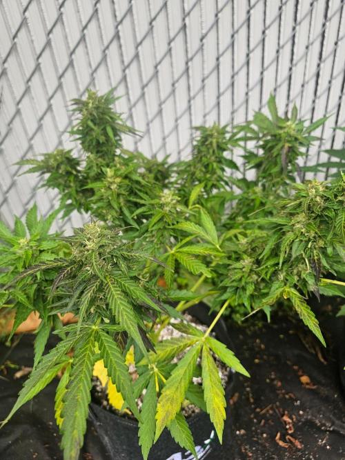 Fast Buds Outdoor Trilogy: Summer '26. Week 10