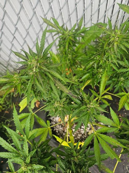 Fast Buds Outdoor Trilogy: Summer '26. Week 10