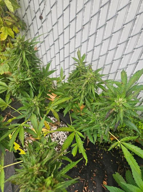 Fast Buds Outdoor Trilogy: Summer '26. Week 10