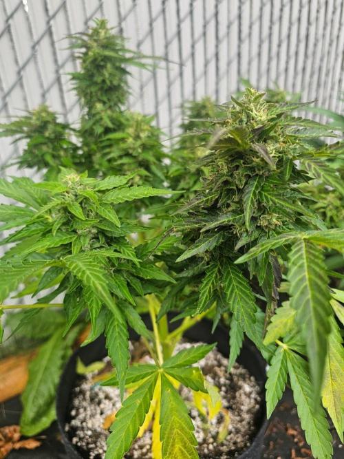 Fast Buds Outdoor Trilogy: Summer '26. Week 10
