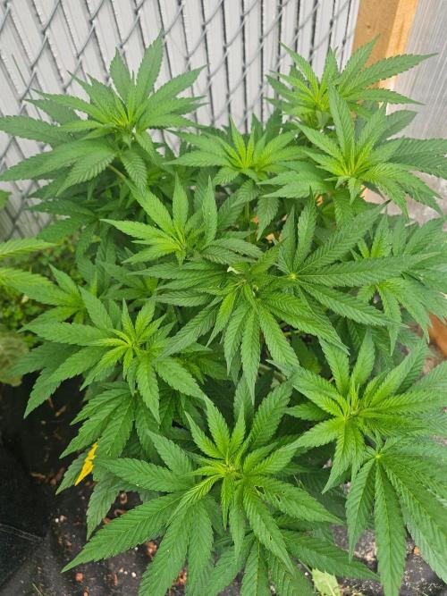 Fast Buds Outdoor Trilogy: Summer '26. Week 10