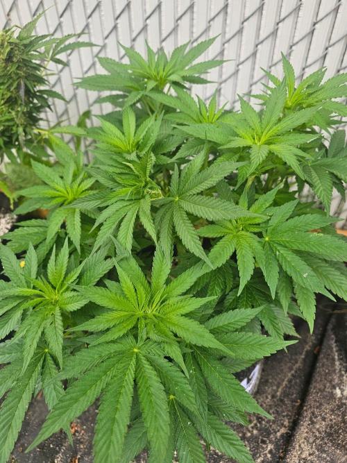 Fast Buds Outdoor Trilogy: Summer '26. Week 10