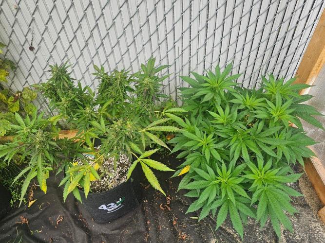 Fast Buds Outdoor Trilogy: Summer '26. Week 10