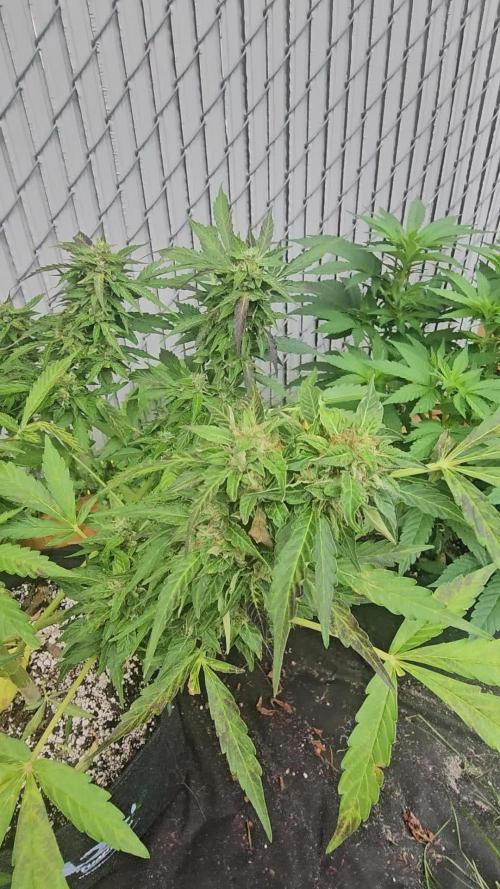 Fast Buds Outdoor Trilogy: Summer '26