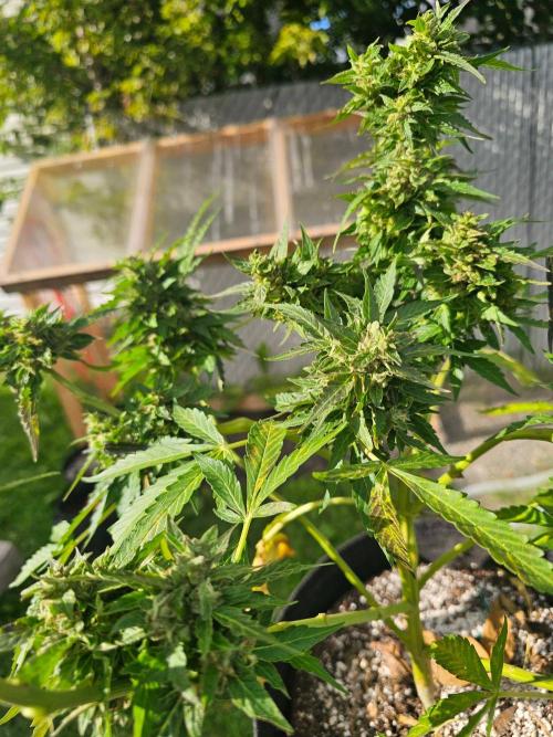Fast Buds Outdoor Trilogy: Summer '26. Week 11