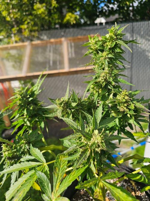 Fast Buds Outdoor Trilogy: Summer '26. Week 11