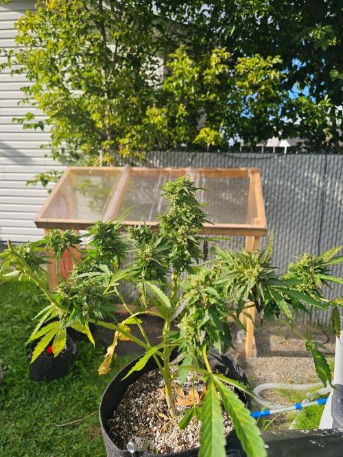 Fast Buds Outdoor Trilogy: Summer '26. Week 11