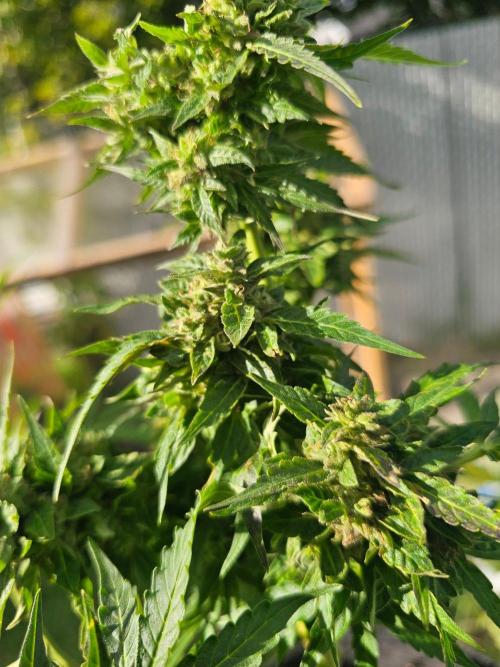 Fast Buds Outdoor Trilogy: Summer '26. Week 11