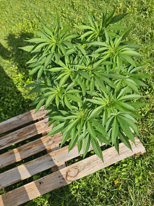 Fast Buds Outdoor Trilogy: Summer '26. Week 11