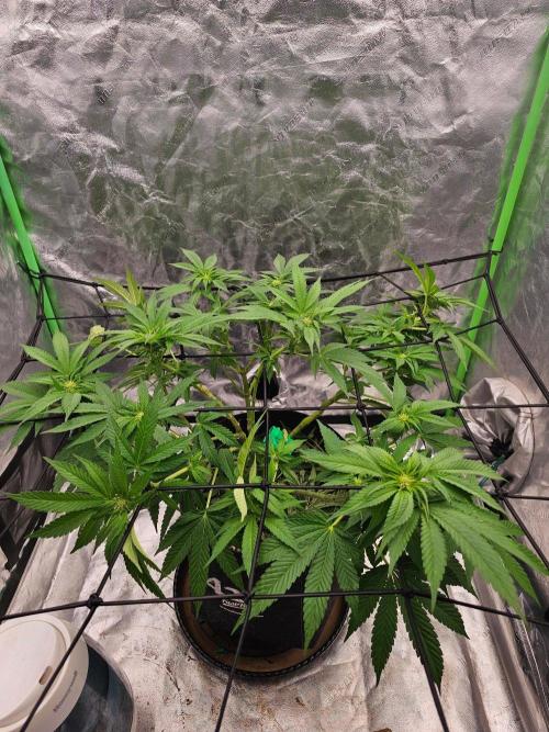 Fast Buds Outdoor Trilogy: Summer '26. Week 11