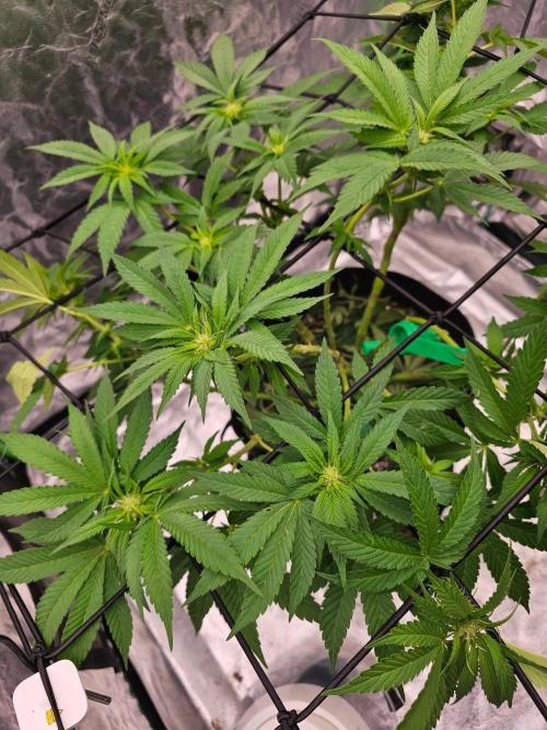 Fast Buds Outdoor Trilogy: Summer '26. Week 11