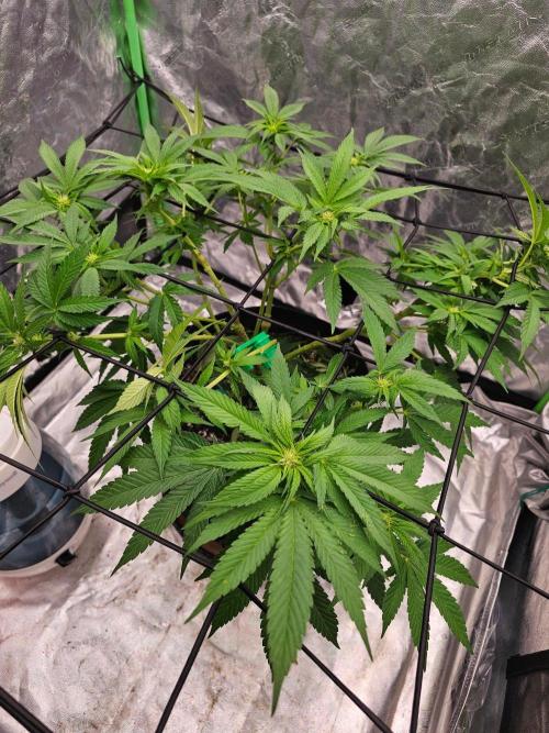 Fast Buds Outdoor Trilogy: Summer '26. Week 11