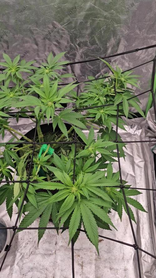 Fast Buds Outdoor Trilogy: Summer '26