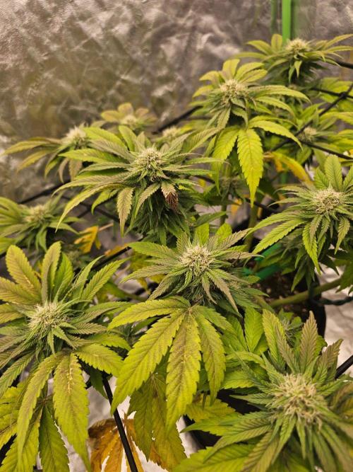 Fast Buds Outdoor Trilogy: Summer '26. Week 11